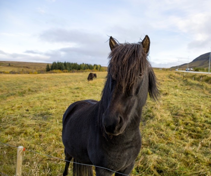 Private Wine Tours Logo